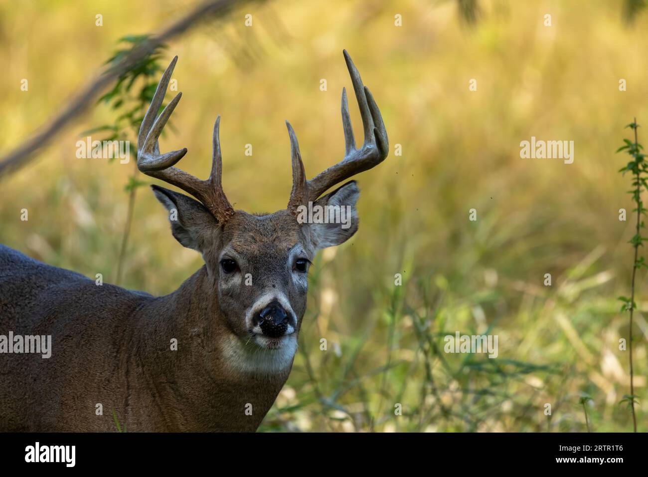 Il cervo dalla coda bianca o il cervo della Virginia (Odocoileus virginianus) Foto Stock