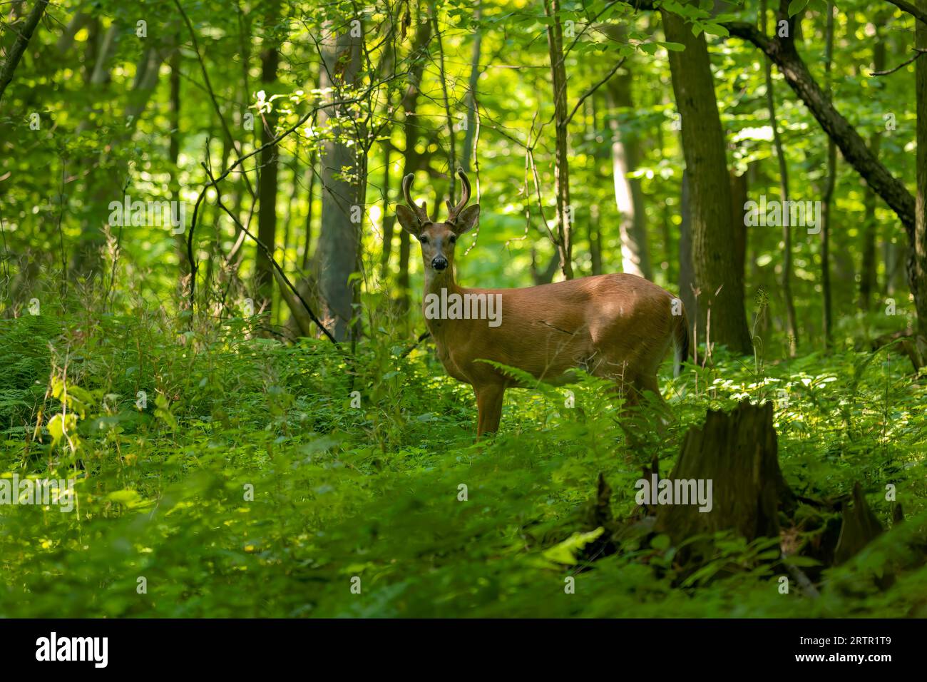 Il cervo dalla coda bianca o il cervo della Virginia (Odocoileus virginianus) Foto Stock
