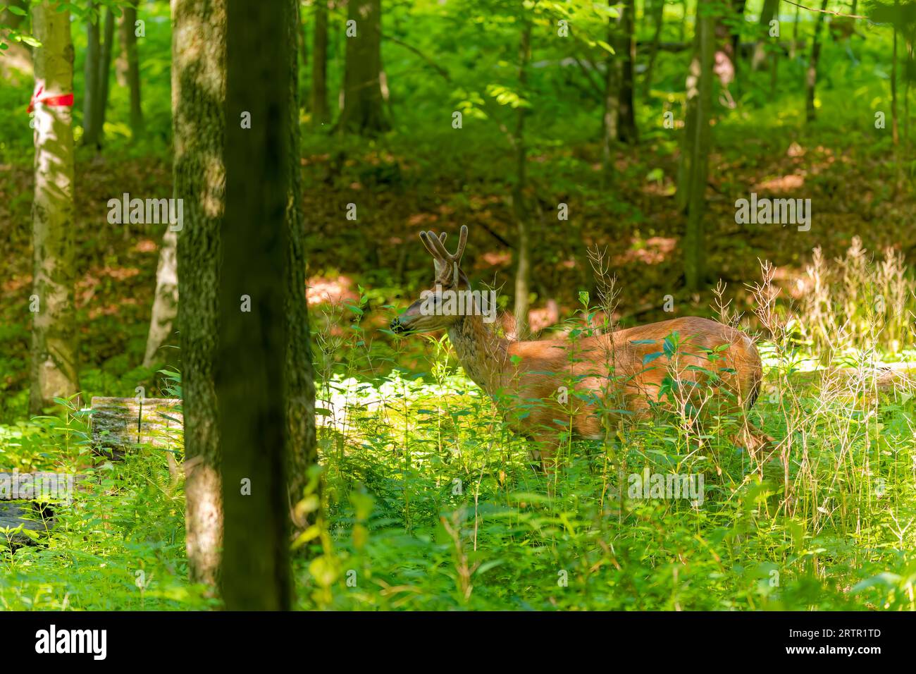 Il cervo dalla coda bianca o il cervo della Virginia (Odocoileus virginianus) Foto Stock