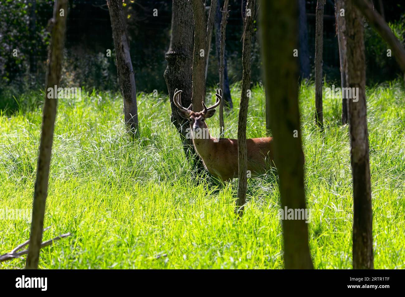 Il cervo dalla coda bianca o il cervo della Virginia (Odocoileus virginianus) Foto Stock