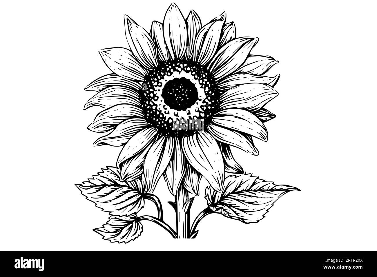 Disegno in stile di incisione vettoriale illustrazione vettoriale di girasole. Schizzo a inchiostro. Illustrazione Vettoriale