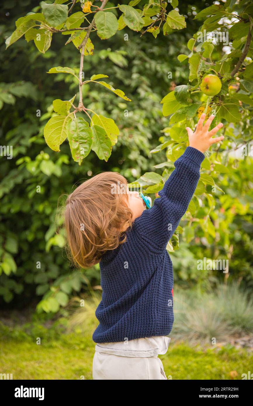 Bambino caucasico, che raccoglie una mela dall'albero nel giardino di casa. Brittany, Francia. shot verticale. Foto Stock