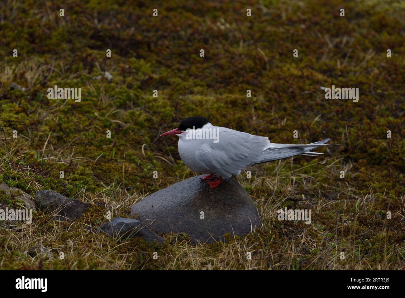 Sterna Paradisaea famiglia Laridae genere Sterna Arctic terna natura selvaggia uccelli marini fotografia, foto, carta da parati Foto Stock