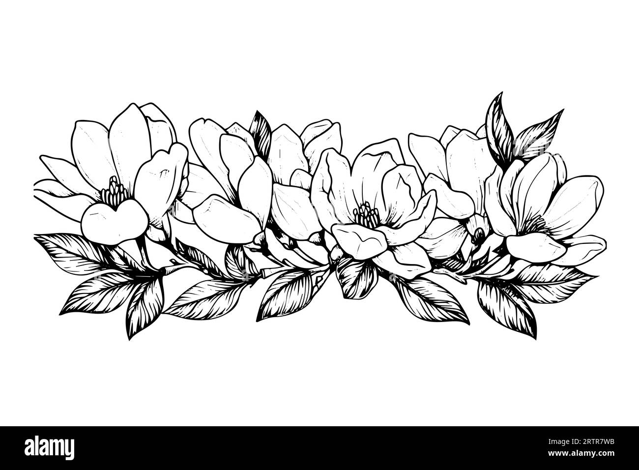 Disegno a mano con inchiostro di fiori di magnolia. Illustrazione vettoriale stile incisione. Illustrazione Vettoriale