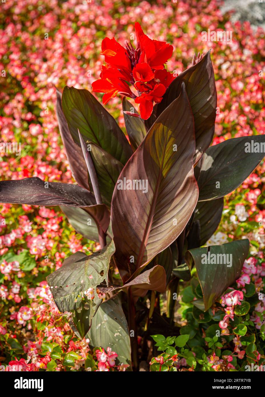 Bellissime e vivaci aiuole nel parco pubblico in estate. Foto Stock