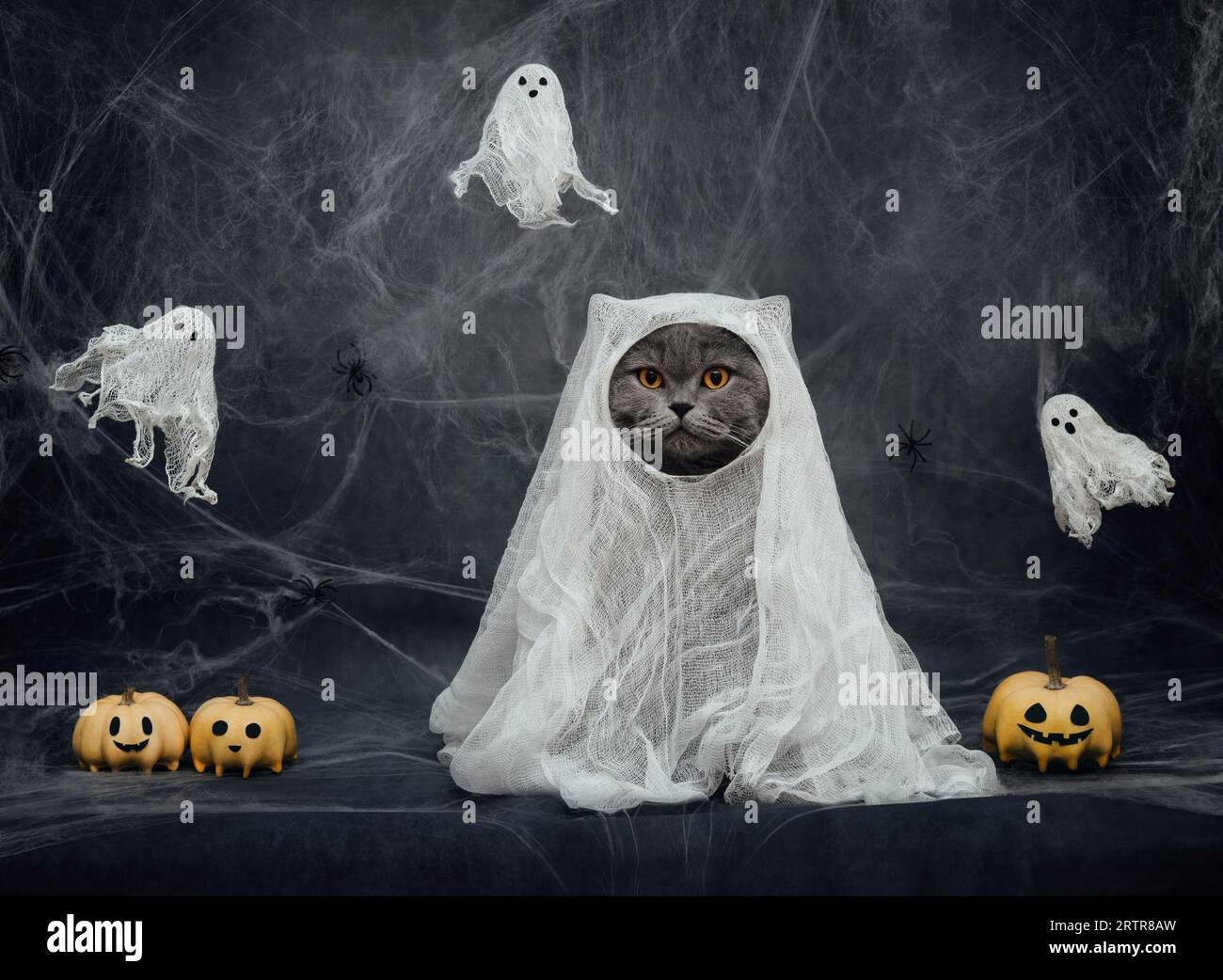 Gatto di Halloween in costume fantasma su sfondo grigio scuro. Gatto britannico in foglio bianco con martinetto di zucca e fantasmi. Buffo gatto in costume di Halloween. Foto Stock