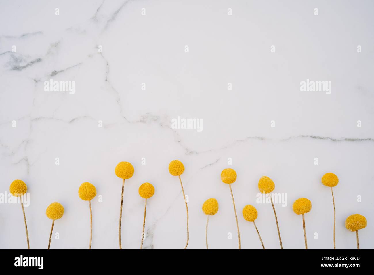 Fiori gialli decorativi naturali secchi Craspedia globosa su fondo di marmo bianco. Vista dall'alto. Copia spazio. Spianatura piatta Foto Stock