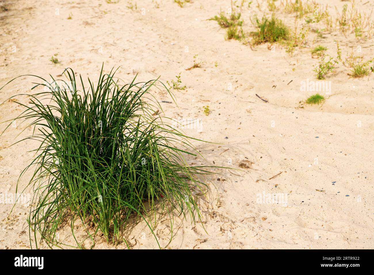 Erba da spiaggia circondata dalla sabbia. Branco di erba in crescita sulle dune Foto Stock