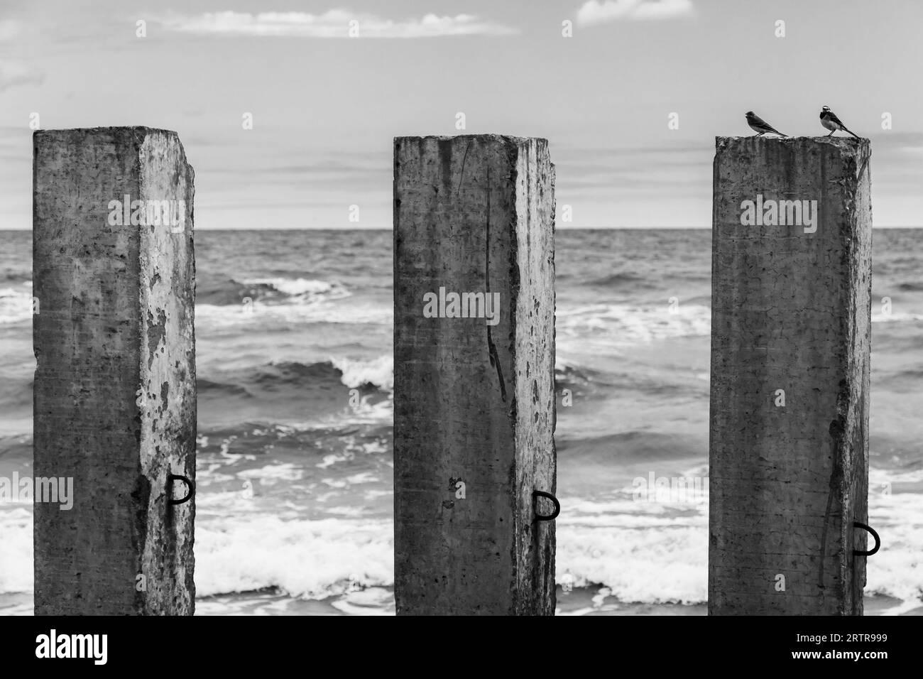 Due piccoli uccelli sono su una colonna di cemento. Foto in bianco e nero di un frangiflutti rotto montato sulla costa del Mar Baltico Foto Stock