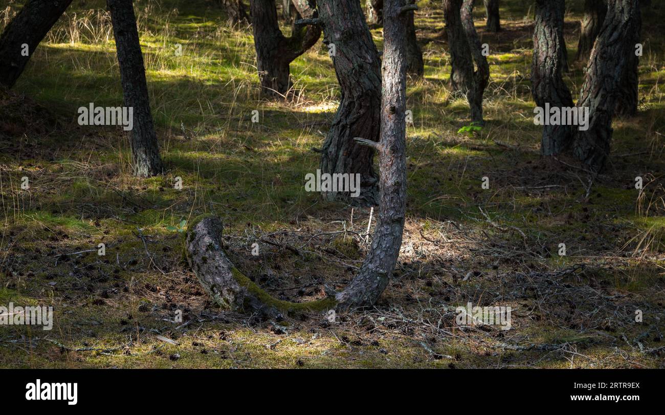 Vista sulla Foresta danzante in una giornata di sole. Foresta di pini sulla sputa curoniana nell'Oblast' di Kaliningrad, in Russia nota per i suoi alberi stranamente contorti Foto Stock