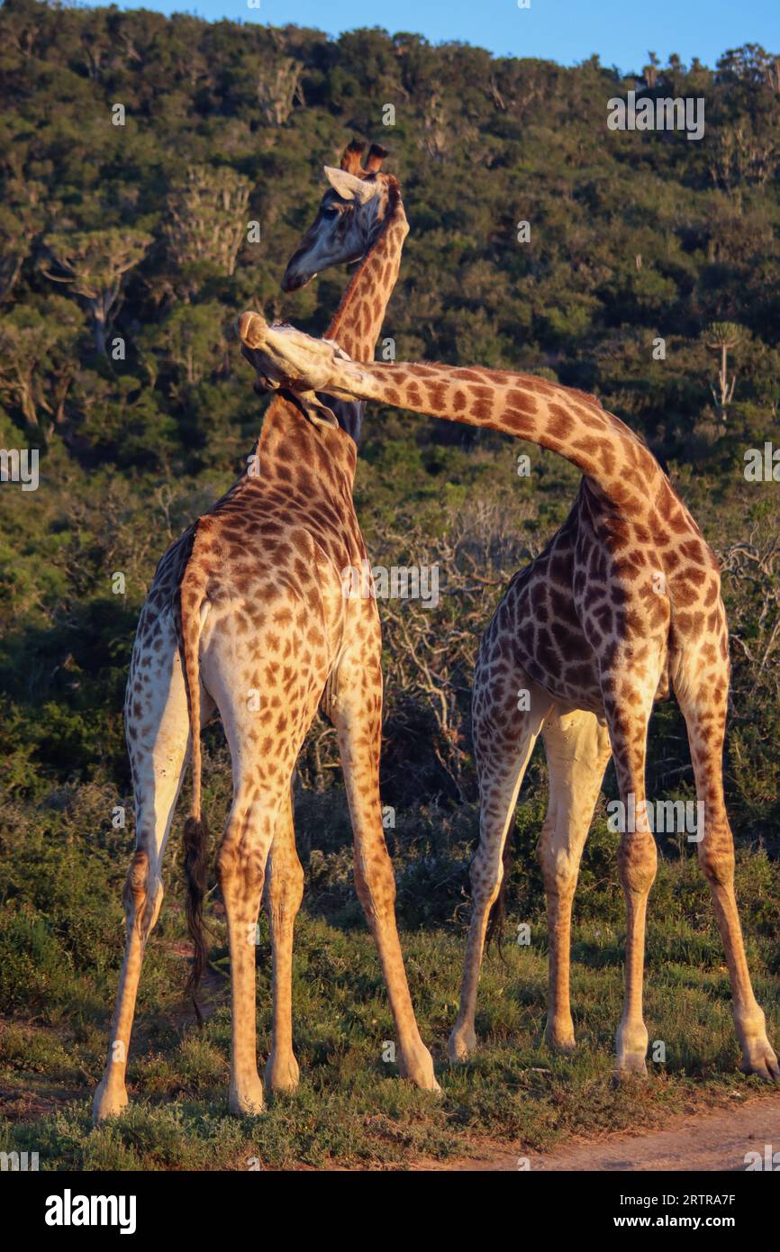 Due giraffe che giocano insieme in natura Foto Stock