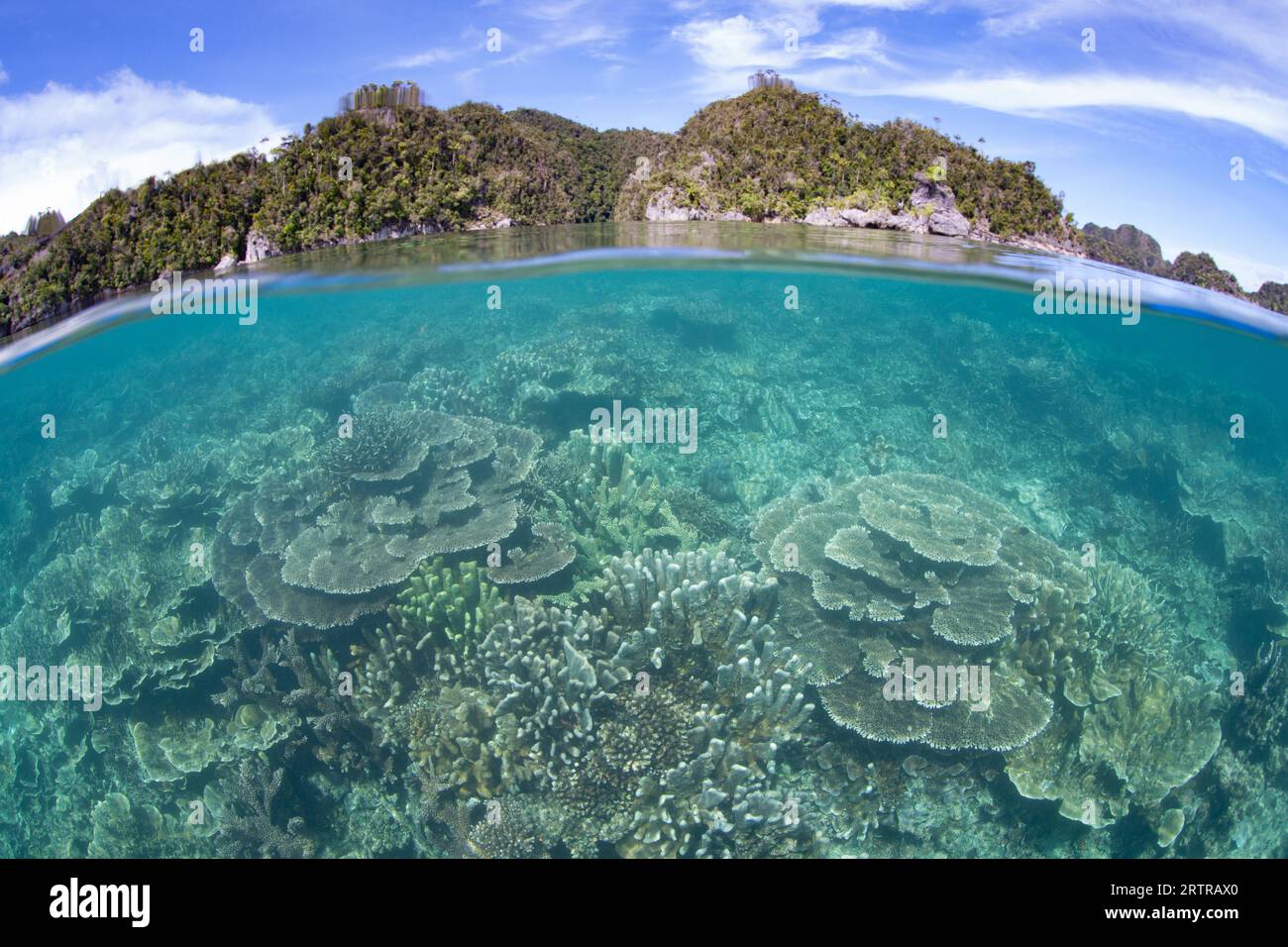 Una robusta barriera corallina, piena di coralli sani duri e morbidi, prospera nelle basse profondità vicino a remote isole calcaree a Raja Ampat, Indonesia. Foto Stock