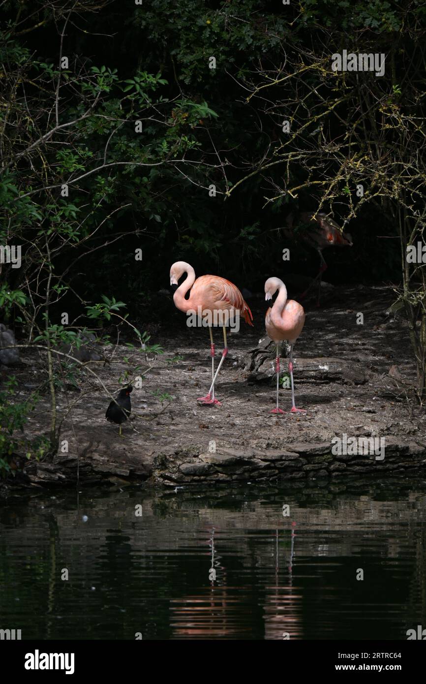 Animali allo zoo Foto Stock