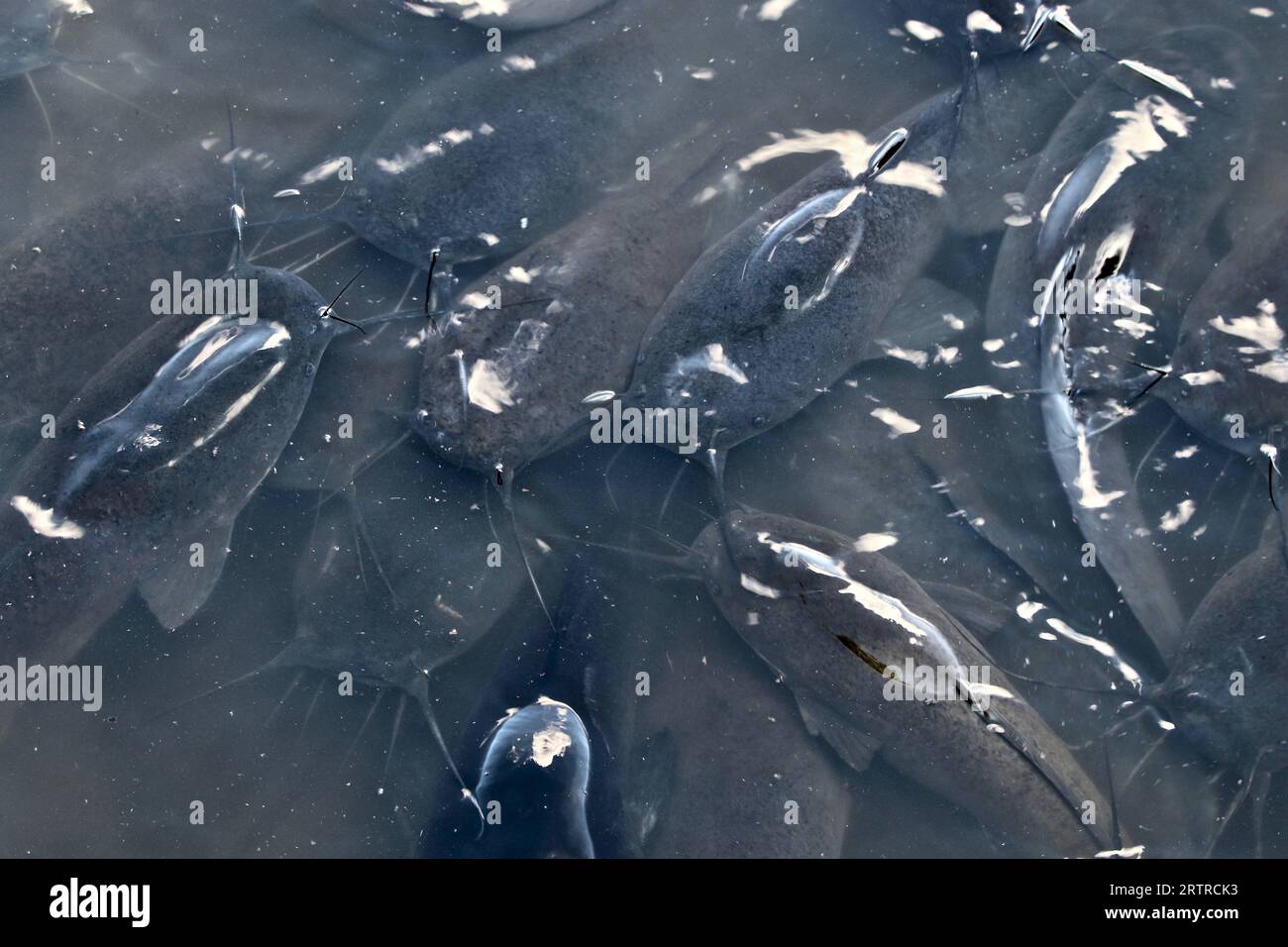 Pesce gatto africano (Clarias gariepinus), Parco nazionale di Kruger, Sudafrica Foto Stock