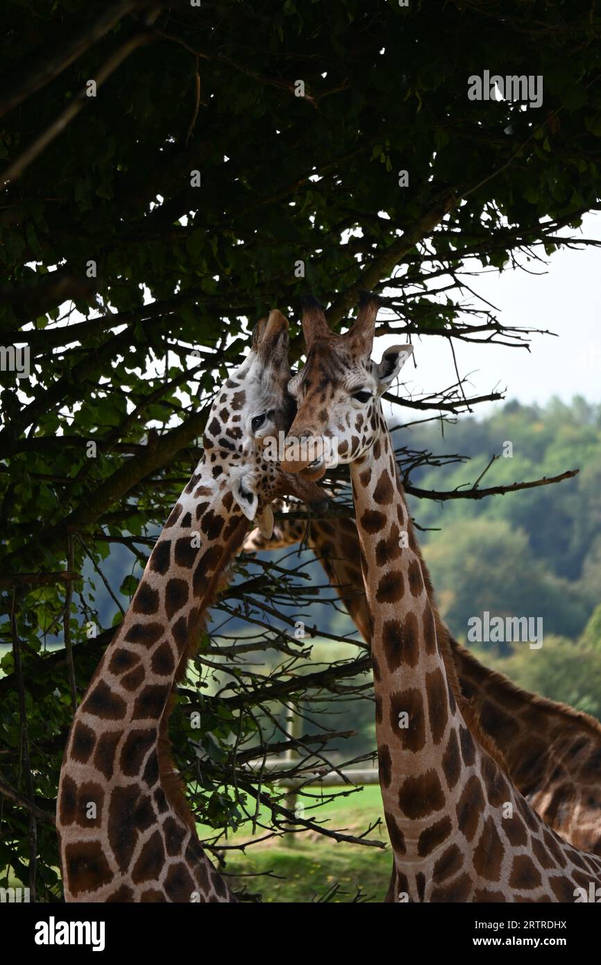 Animali allo zoo Foto Stock