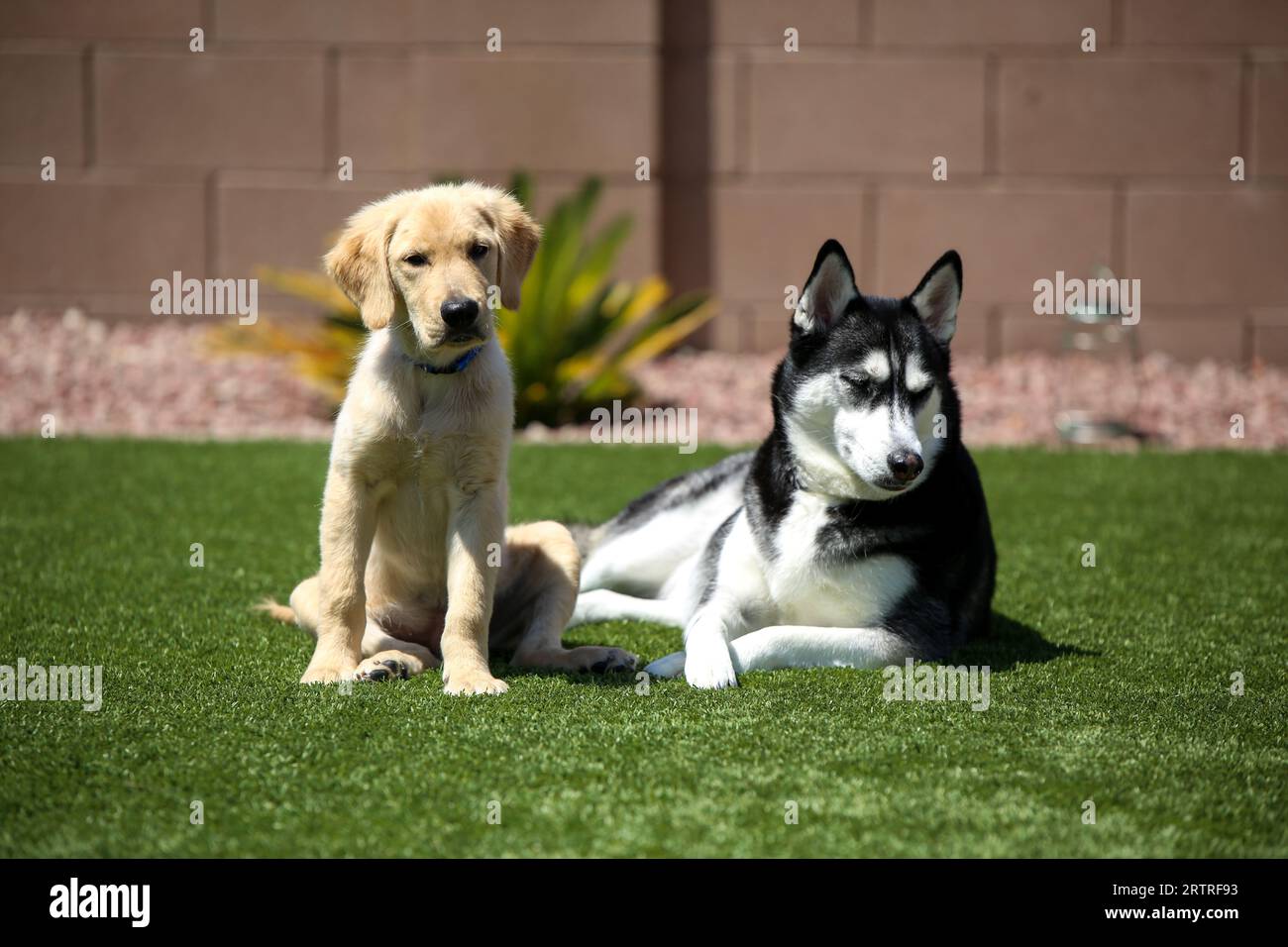 Cani in posa sull'erba Foto Stock