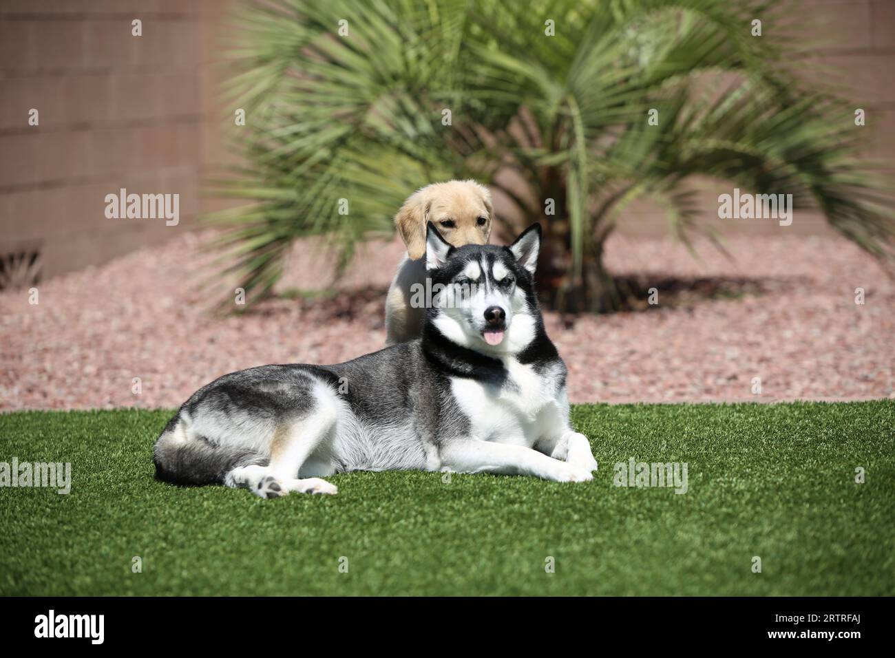 Cani giocosi che si stagliano sul greass Foto Stock