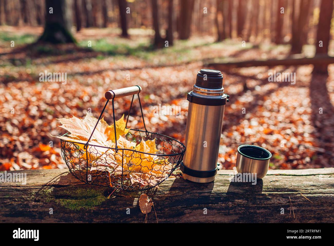 Primo piano di thermos e tazza di tè caldo lasciato sul tronco nella foresta autunnale con cesto con foglie di acero giallo. Vibrazioni autunnali. Bevanda calda durante la passeggiata nei boschi Foto Stock