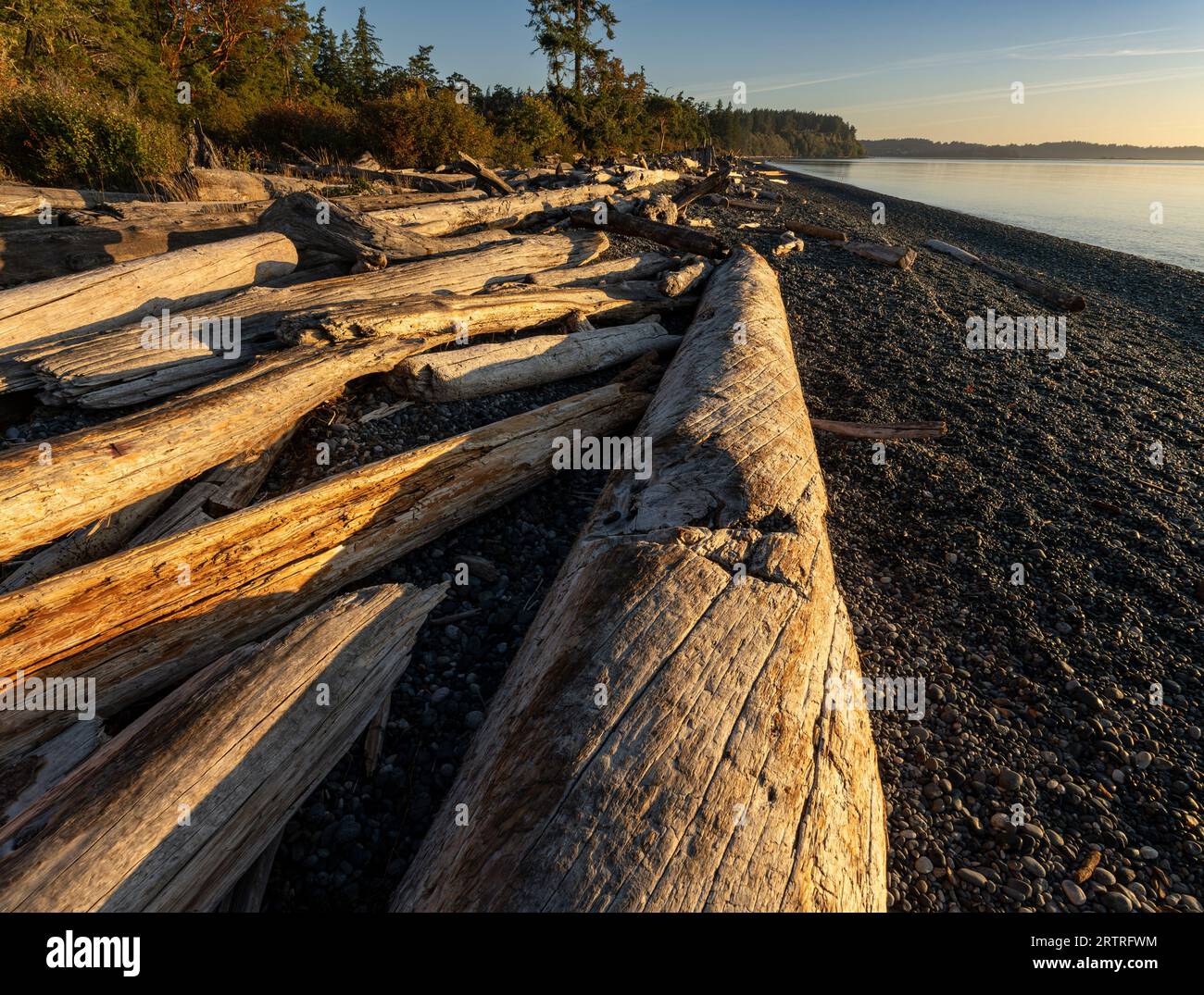 Driftwood tronchi sulla spiaggia del Devonian Regional Park a Metchosin, British Columbia, Canada. Foto Stock