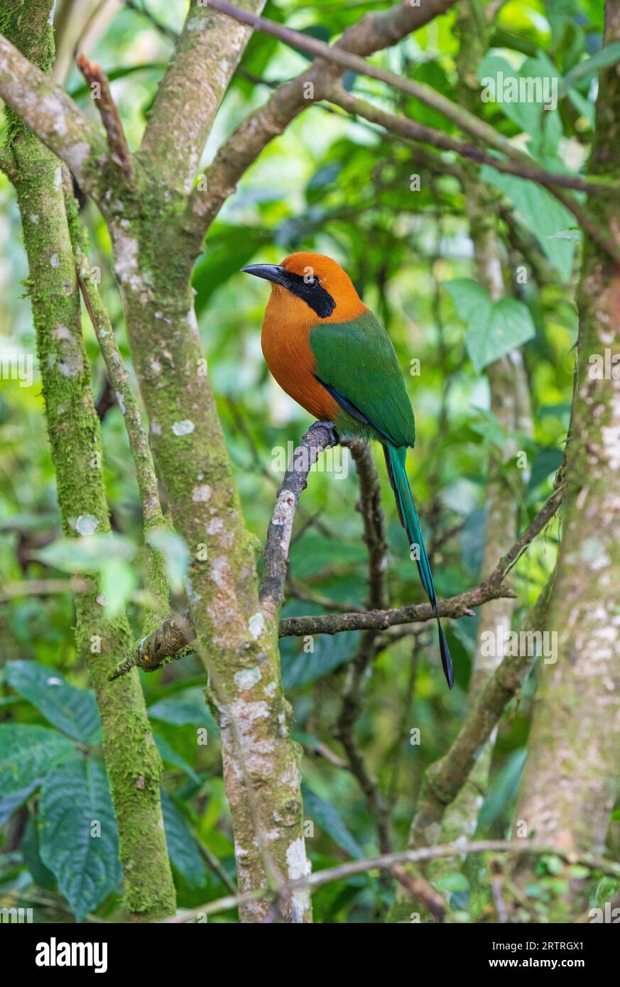 Broad Bill o Rufous Motmot (Electron platyrhynchum), Mindo Cloud Forest, Ecuador. Foto Stock