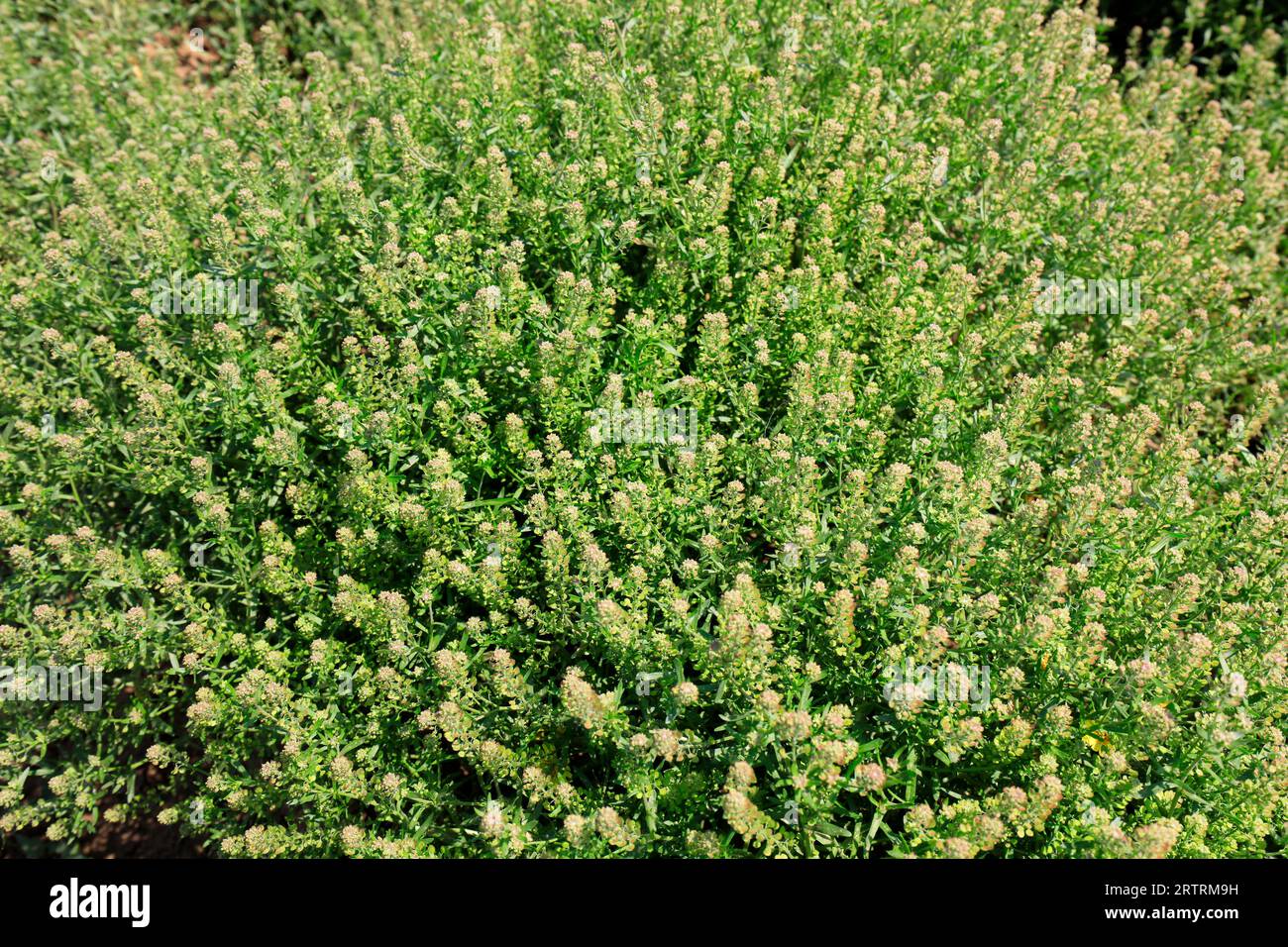 fiori di pianta crocifera Foto Stock