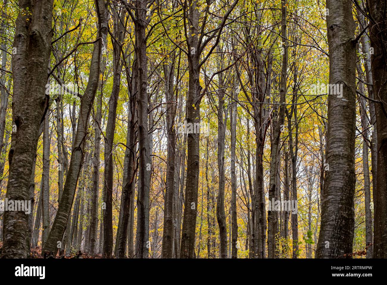 Foresta nel parco naturale di Montseny in autunno nella provincia di Barcellona in Spagna Foto Stock