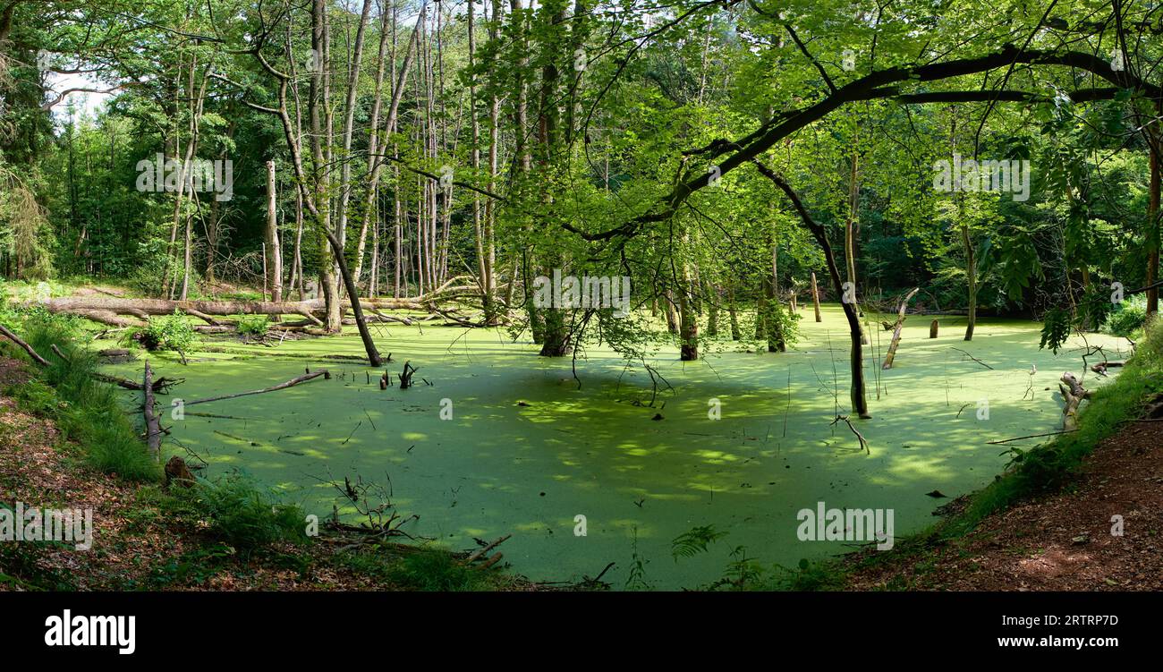 Lago forestale con acqua verde, alghe, Renania settentrionale-Vestfalia, Germania Foto Stock