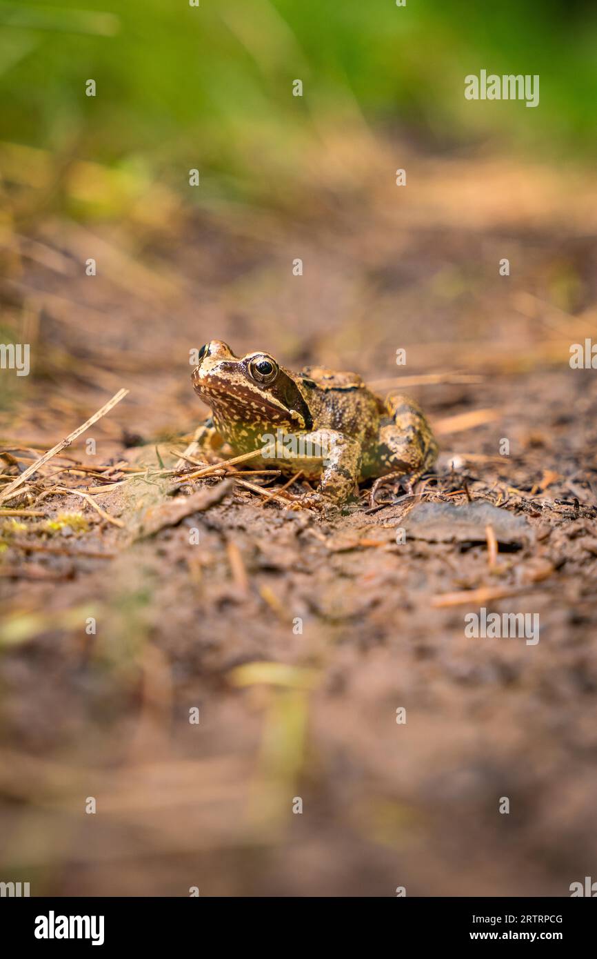 Rana nella foresta, Foresta Nera, Unterhaugstett, Germania Foto Stock