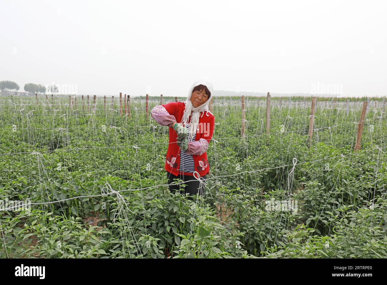 Contea di Luannan, Cina - 17 luglio 2019: Gli agricoltori gestiscono il pepe nell'azienda agricola, Contea di Luannan, provincia di Hebei, Cina Foto Stock