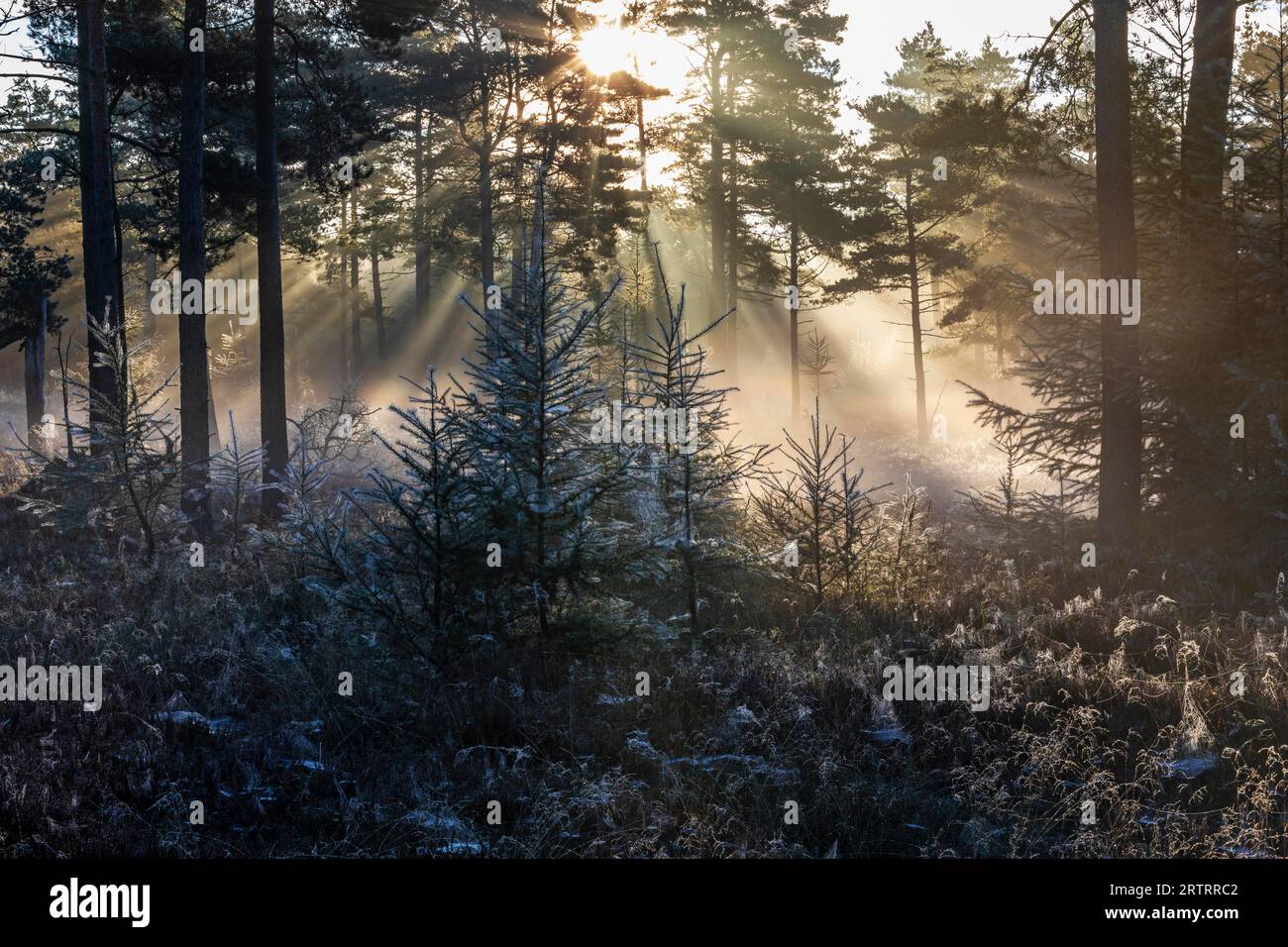 Dopo una notte fredda, i primi raggi del sole del mattino si fanno strada attraverso la nebbia in una foresta, Daenemark, Danimarca Foto Stock