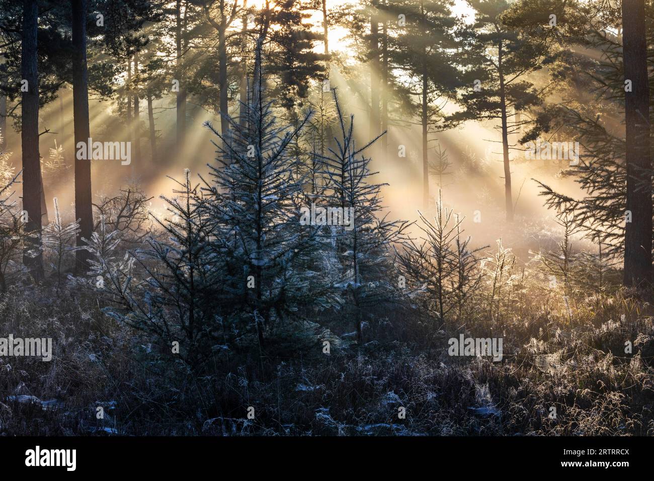 Dopo una notte fredda, i primi raggi del sole del mattino si fanno strada attraverso la nebbia in una foresta, Daenemark, Danimarca Foto Stock