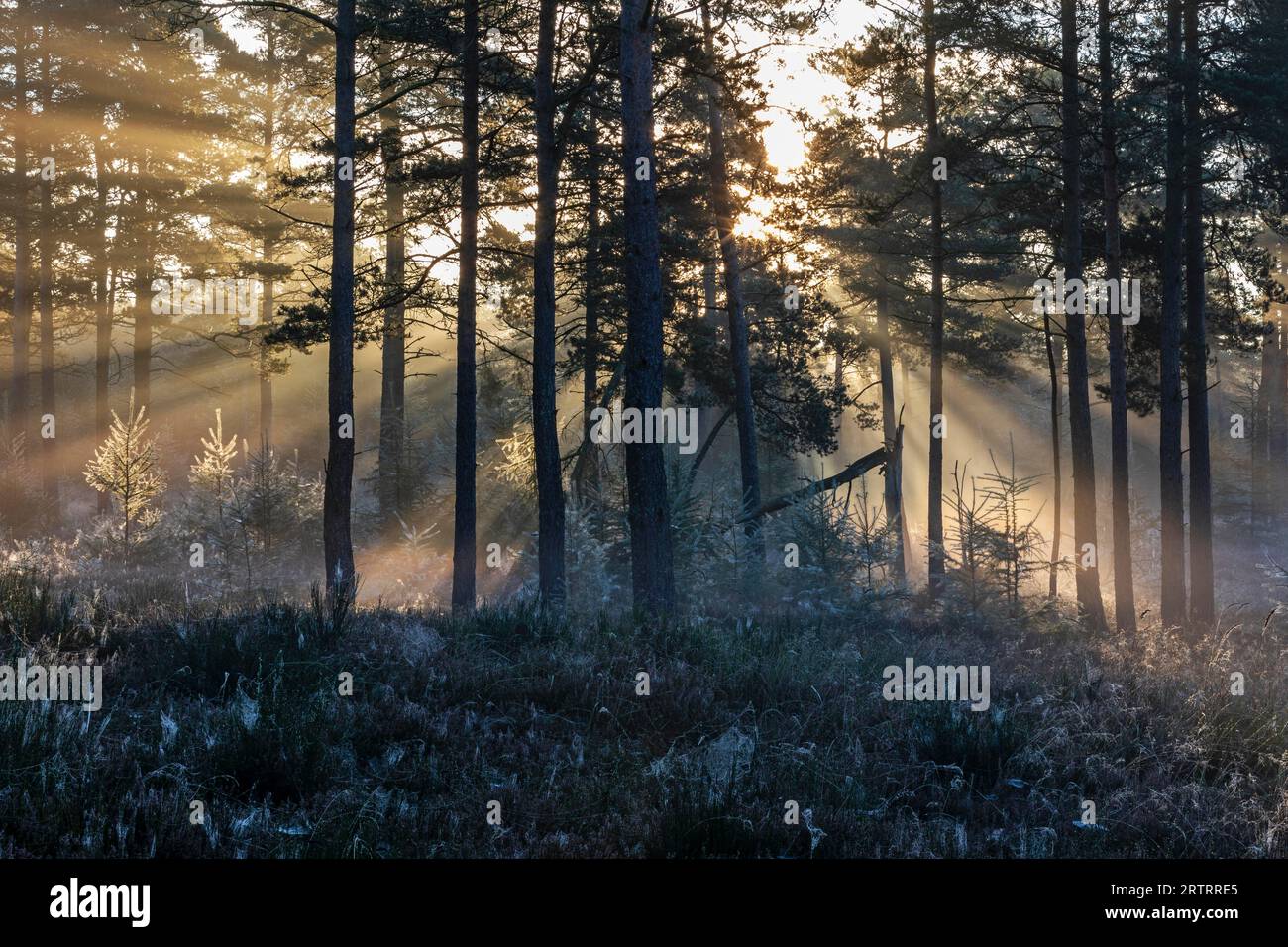 Dopo una notte fredda, i primi raggi del sole del mattino si fanno strada attraverso la nebbia in una foresta, Daenemark, Danimarca Foto Stock