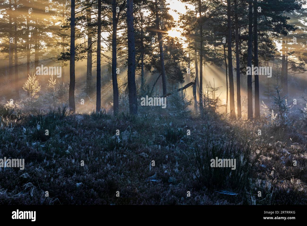 Dopo una notte fredda, i primi raggi del sole del mattino si fanno strada attraverso la nebbia in una foresta, Daenemark, Danimarca Foto Stock