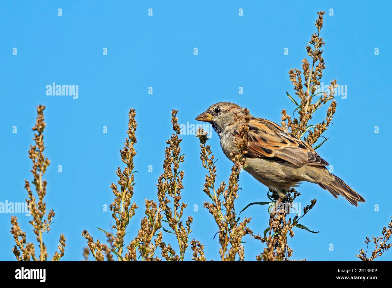 Il passero della casa (Passer domesticus), il predatore più pericoloso è il gatto domestico (Casa passero) (Casa foto passero maschio nella muta), Casa Foto Stock
