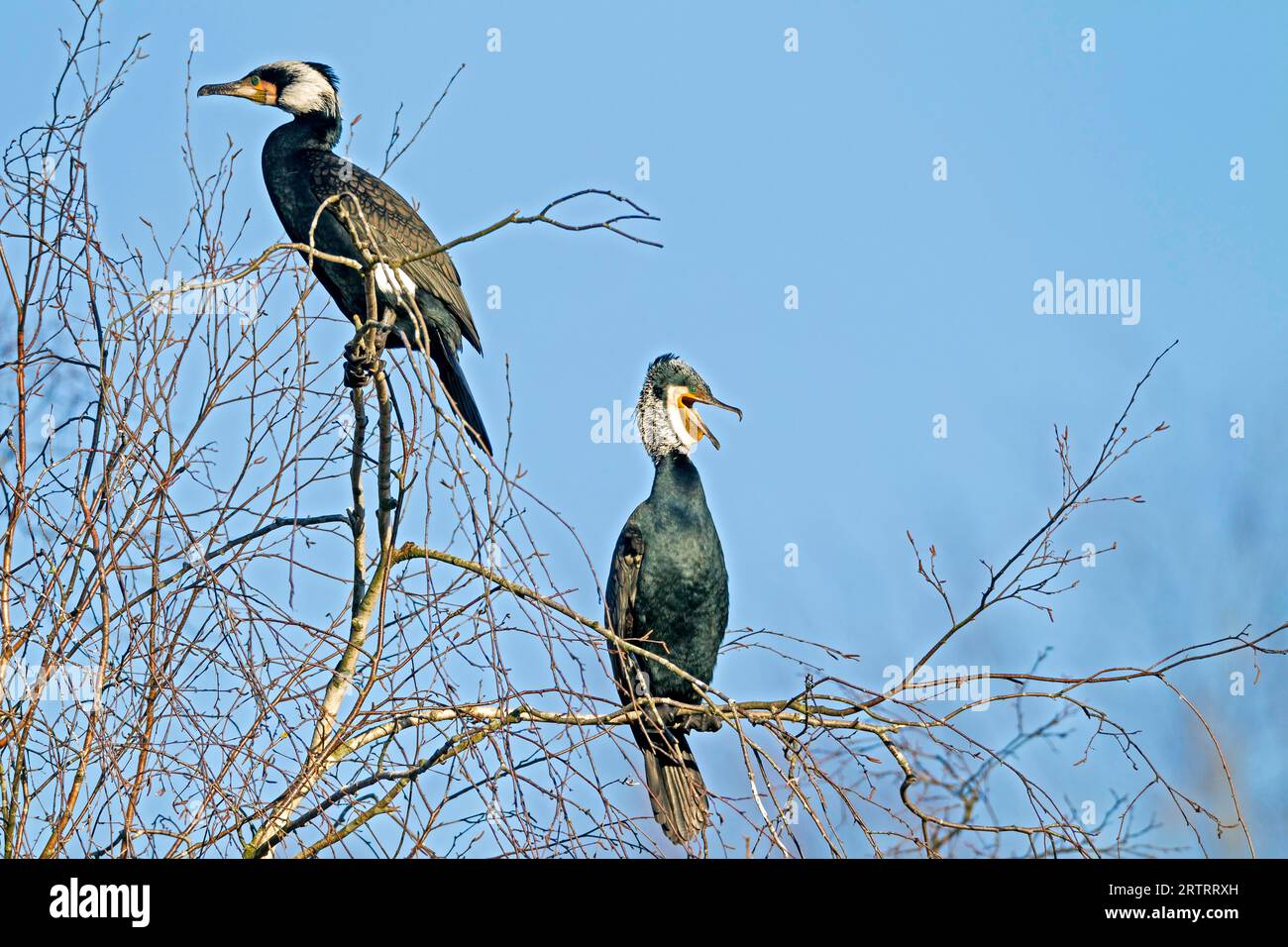 I grandi cormorani sono allevatori di colonie (Cormorant Atlantic Breed) (Photo Cormorant in Plumage di riproduzione), Great Cormorant razze in colonie (Black) Foto Stock