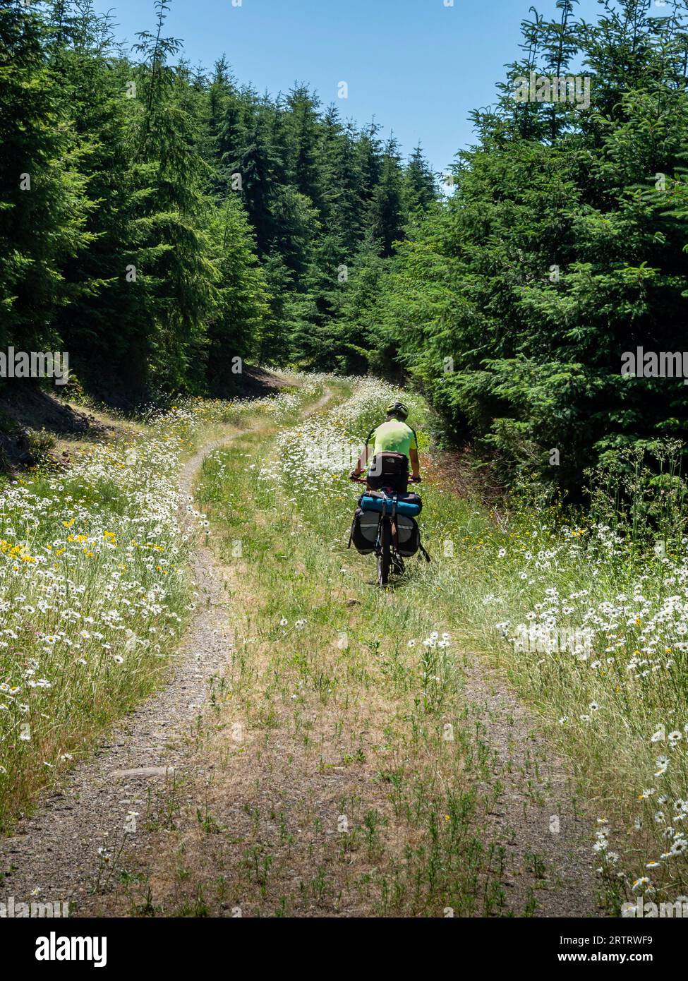 WA23682-00...WASHINGTON - Bikepacker che percorre una strada forestale attraverso la seconda foresta, quasi coperta di fiori, situata vicino a Port Ludlow. Foto Stock