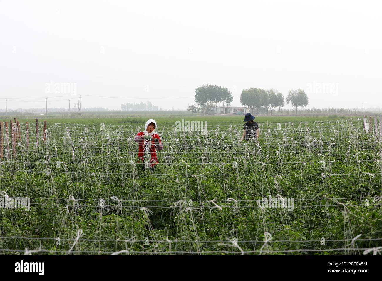 Contea di Luannan, Cina - 17 luglio 2019: Gli agricoltori gestiscono il pepe nell'azienda agricola, Contea di Luannan, provincia di Hebei, Cina Foto Stock