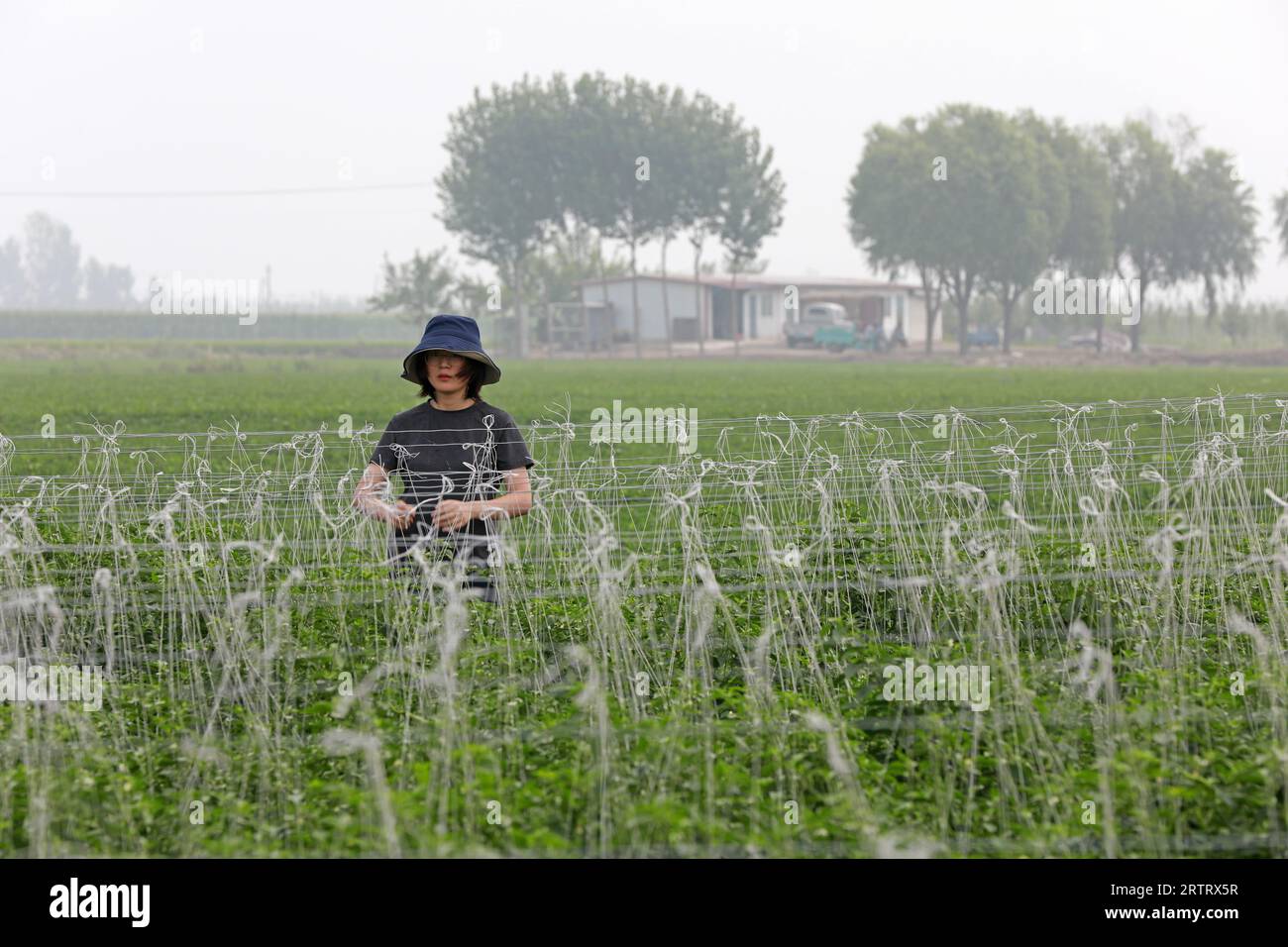 Contea di Luannan, Cina - 17 luglio 2019: Gli agricoltori gestiscono il pepe nell'azienda agricola, Contea di Luannan, provincia di Hebei, Cina Foto Stock