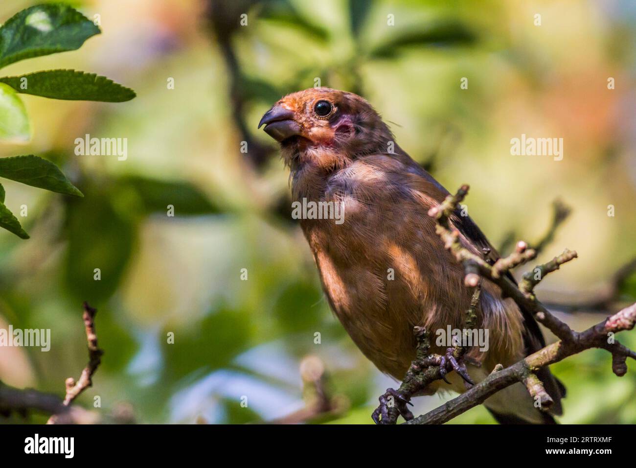 Un giovane bullfinch è seduto su un ramo Foto Stock