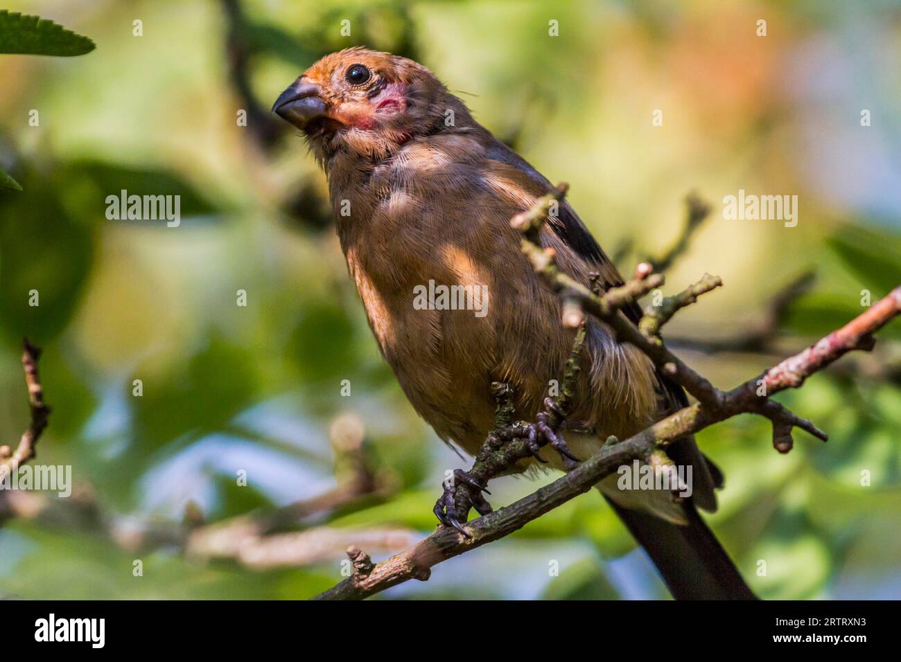 Un giovane bullfinch è seduto su un ramo Foto Stock