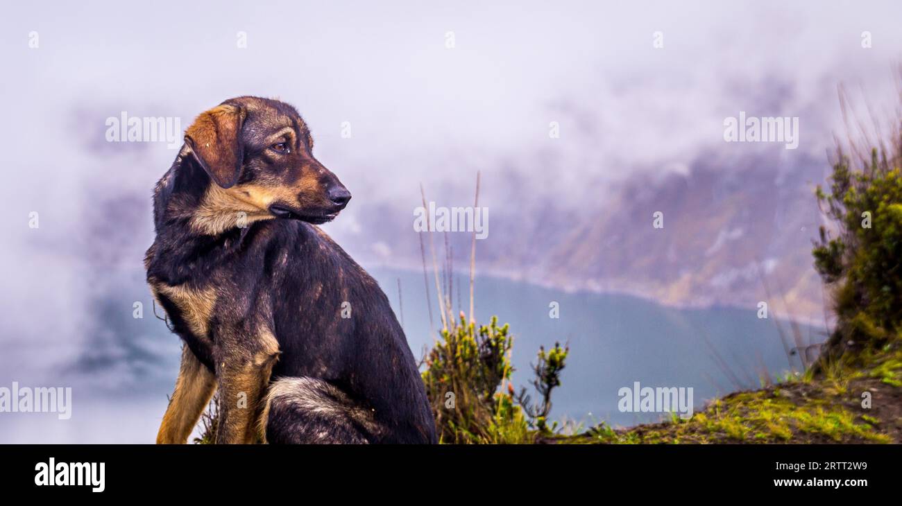 Cane che guarda il lago Quilotoa, un bellissimo lago vulcanico cratere nelle Ande in Ecuador coperto di nuvole Foto Stock