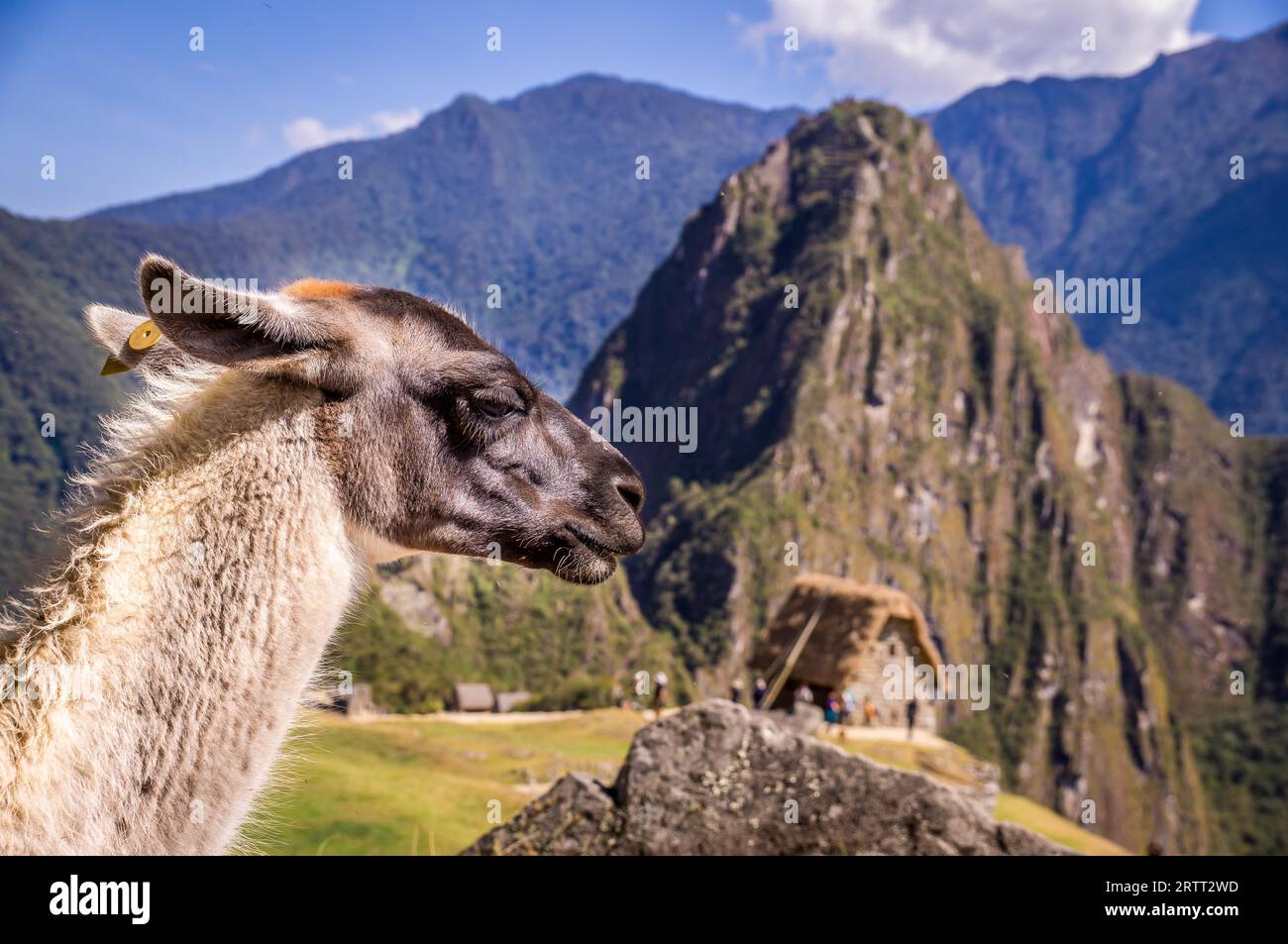 Lama di fronte a Huayna Picchu, la famosa montagna della città Inca perduta Machu Picchu in Perù. Machu Picchu è patrimonio mondiale dell'UNESCO Foto Stock