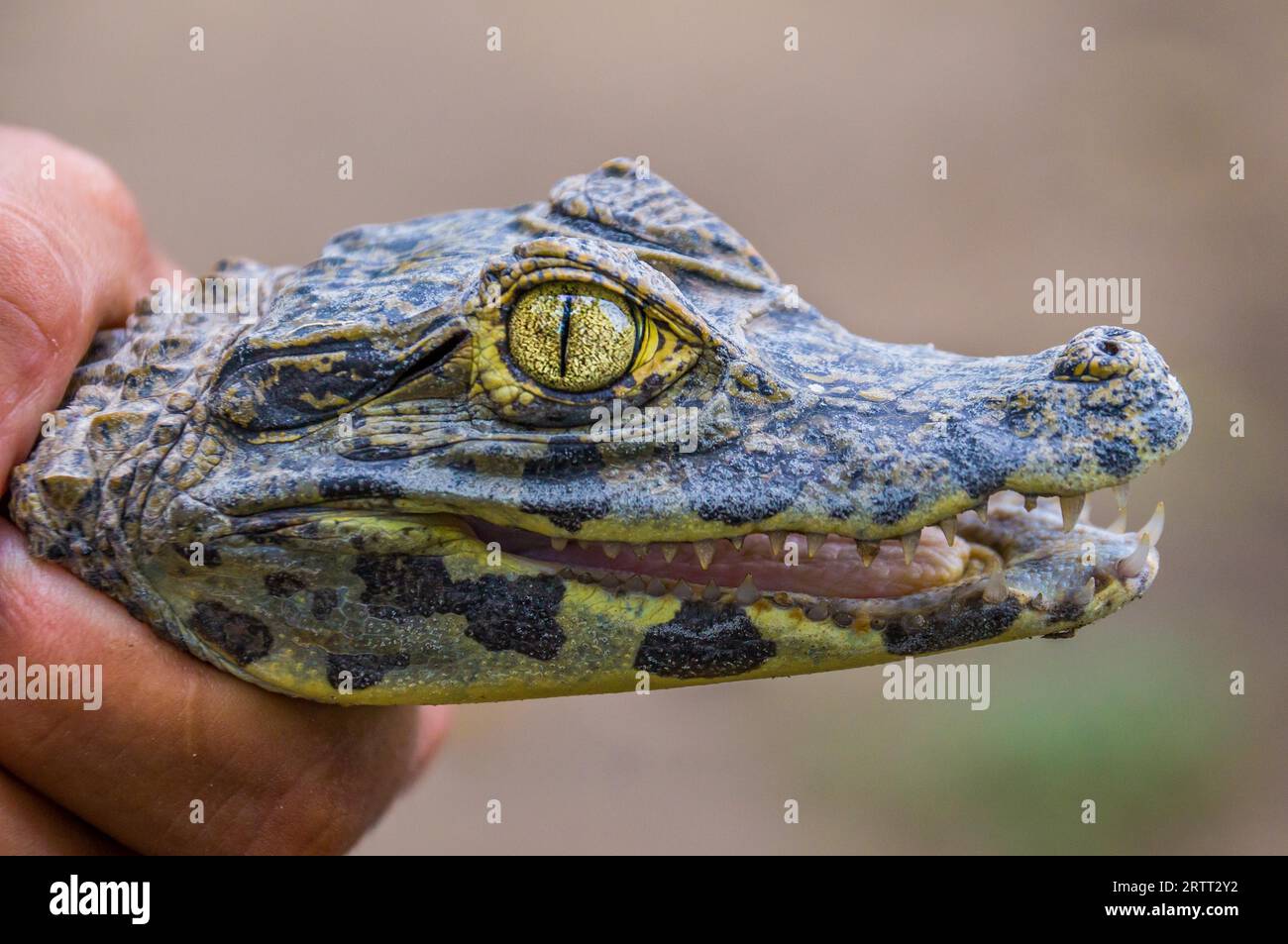 Un primo piano di un coccodrillo con denti affilati e un occhio lucente, Rainforest, BOLIVIA nel settembre 2015 Foto Stock