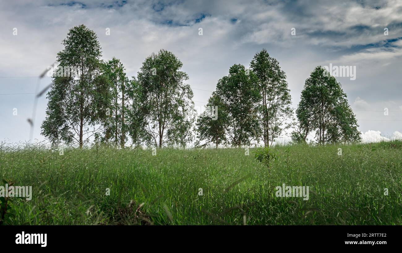 Alcuni alberi di eucalipto in Brasile foresta. Il suo utilizzato per l'industria della carta e gli altri Foto Stock