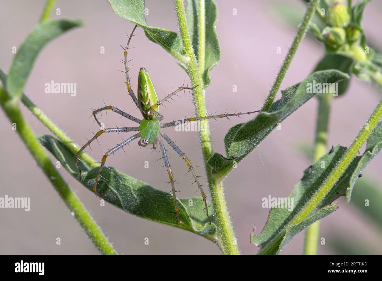 Green Lynx Spider (Peucetia viridans) Foto Stock
