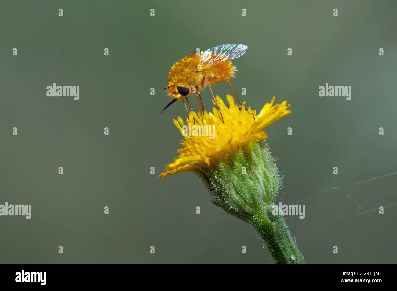 Mosca delle api (Lordotus pulchrissimus) Foto Stock