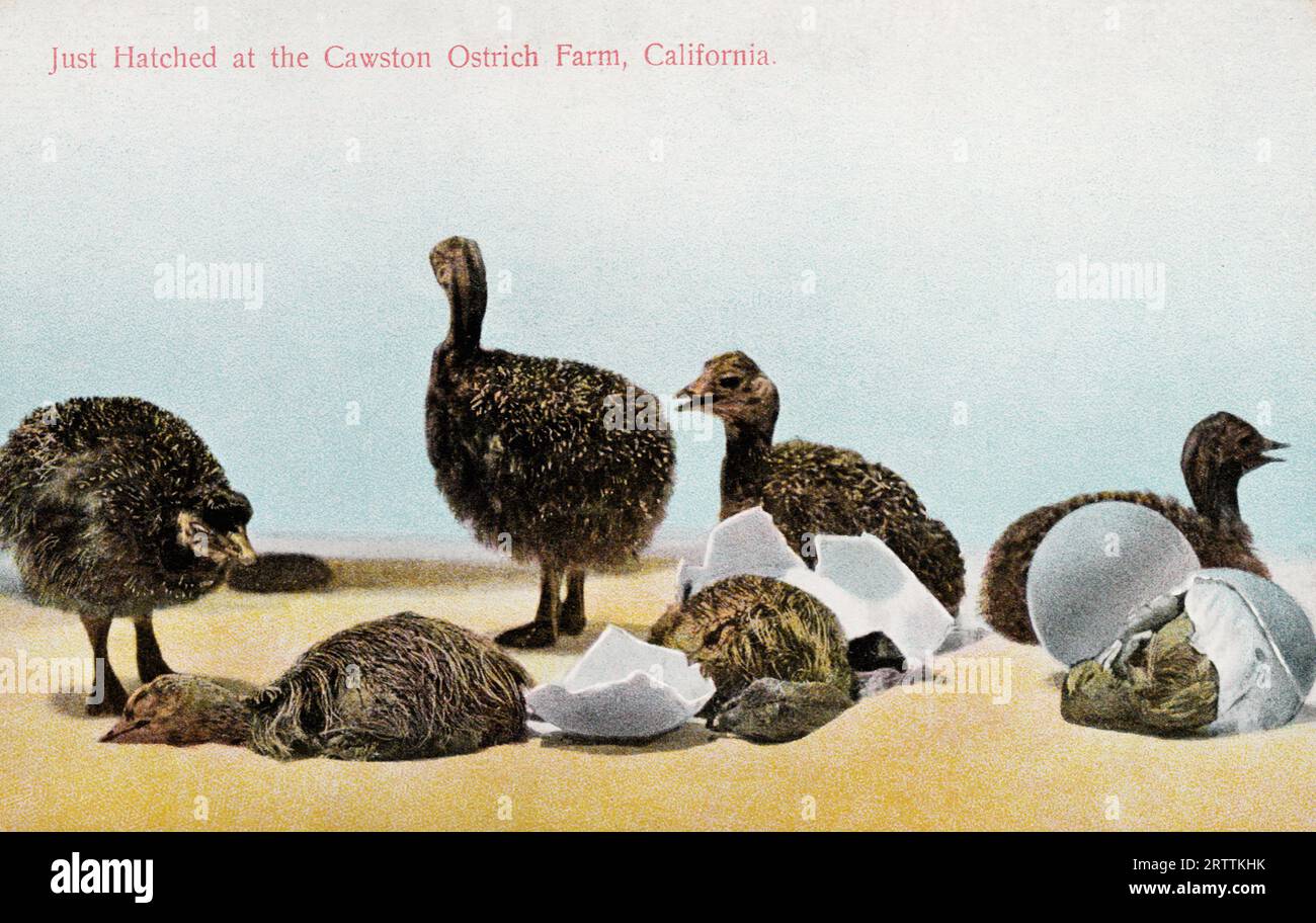 Uccelli appena nati, Cawston Ostrich Farm, California USA, cartolina degli anni '1910-'1920. Rieder publ. Foto Stock