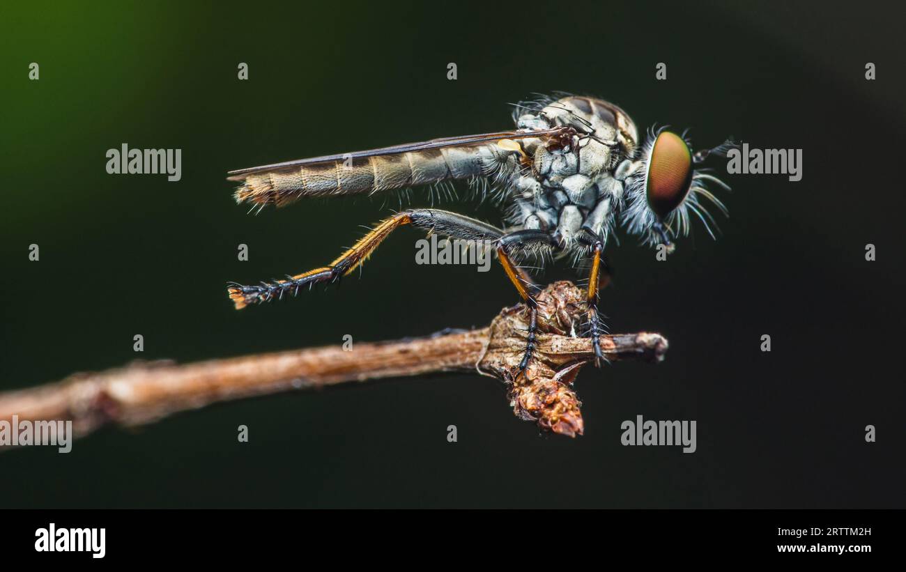 Da vicino un rapinatore vola su una ramificazione e preda, sfondo naturale, insetto Big Eye, Thailandia. Foto Stock