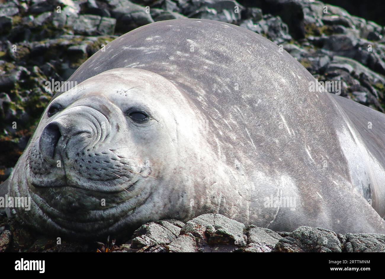 Southern Elephant Seals Mirounga leonina, la foca più grande, Francisco Coloane Marine Park, area ambientale protetta per la ricerca scientifica, Patagonia Foto Stock