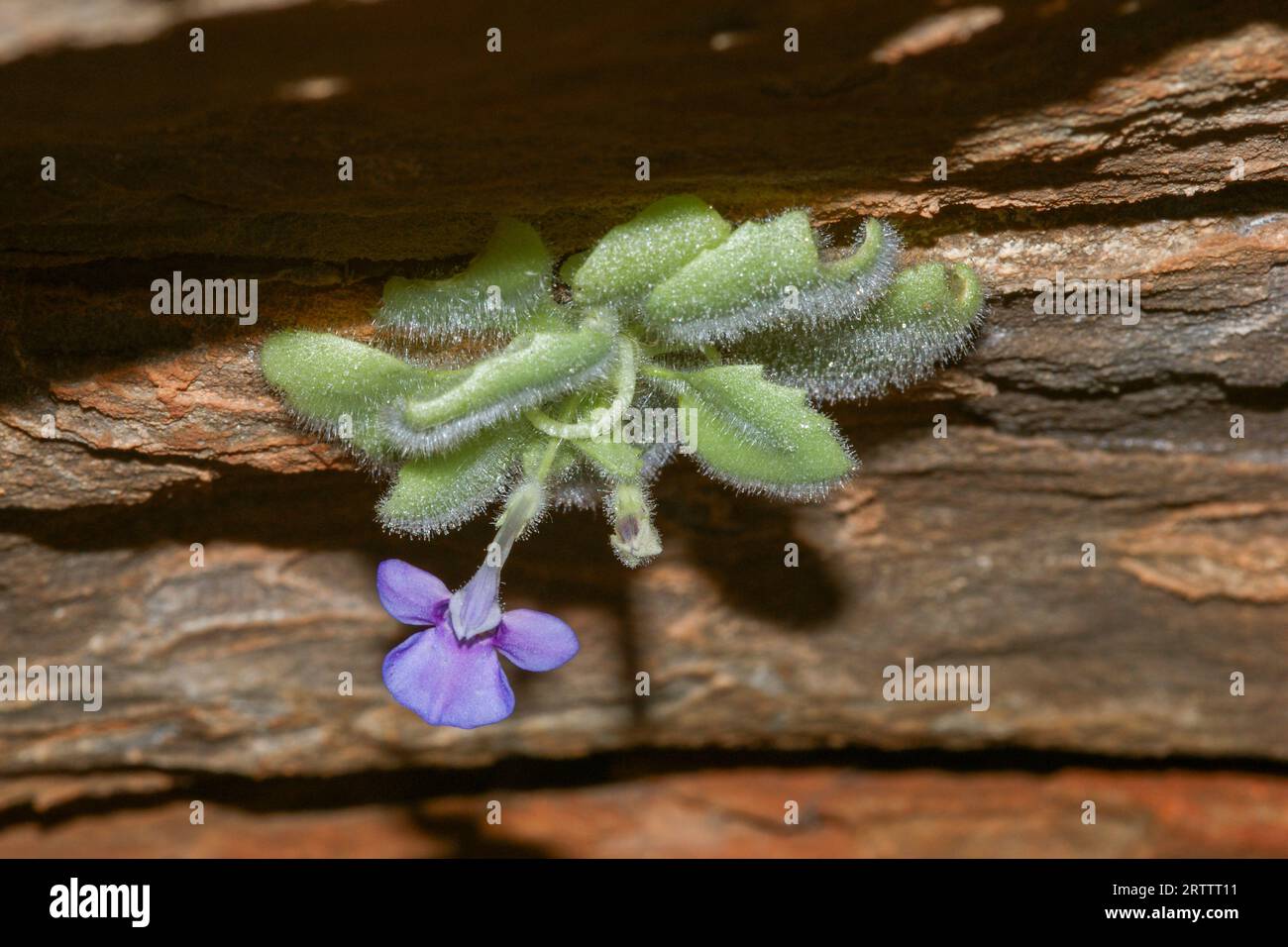 Pianta di Lindernia cleistranda, che cresce a testa in giù sulle pareti verticali delle cupole dell'alveare nella Valle nascosta di Mirima, Mini Bungles della giungla, Kununurra, Weste Foto Stock